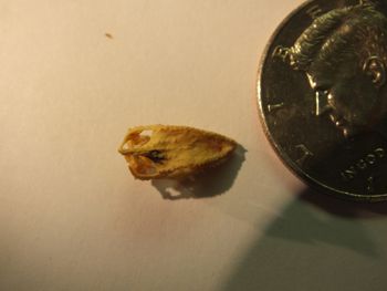 Media type: image;   Herpetology R-131521